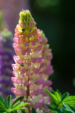 acı bakla, lupin