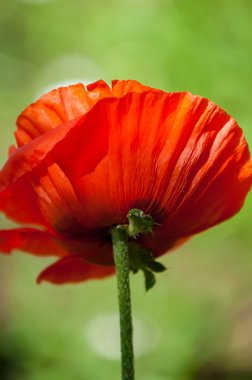 Poppy. gösterişli çiçekli otsu bir bitki