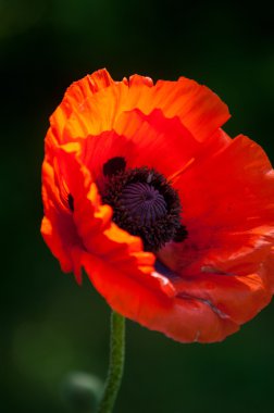 Poppy. gösterişli çiçekli otsu bir bitki