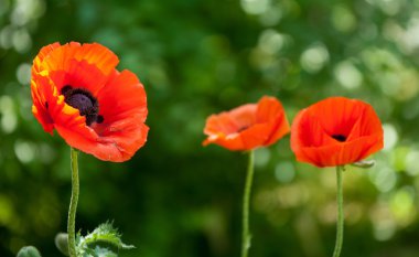 Poppy. gösterişli çiçekli otsu bir bitki