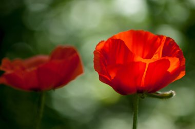 Poppy. gösterişli çiçekler, sütlü sap ve yuvarlak tohum kapsülleri ile otsu bir bitki. morfin ve kodein gibi ilaçlar