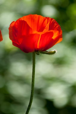 Poppy. gösterişli çiçekler, sütlü sap ve yuvarlak tohum kapsülleri ile otsu bir bitki. morfin ve kodein gibi ilaçlar