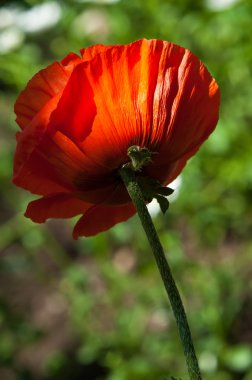 Poppy. gösterişli çiçekler, sütlü sap ve yuvarlak tohum kapsülleri ile otsu bir bitki. morfin ve kodein gibi ilaçlar