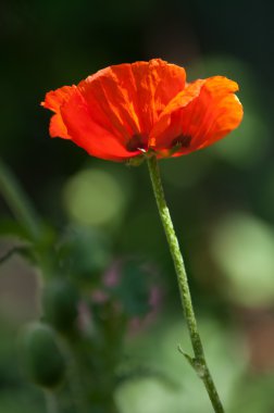 Poppy. gösterişli çiçekler, sütlü sap ve yuvarlak tohum kapsülleri ile otsu bir bitki. morfin ve kodein gibi ilaçlar
