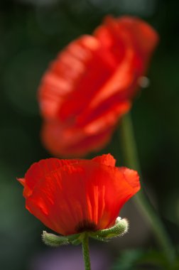 Poppy. gösterişli çiçekler, sütlü sap ve yuvarlak tohum kapsülleri ile otsu bir bitki. morfin ve kodein gibi ilaçlar