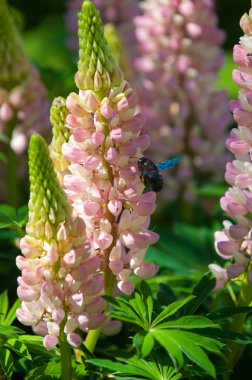 acı bakla, lupin