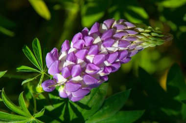 lupine, lupin clipart