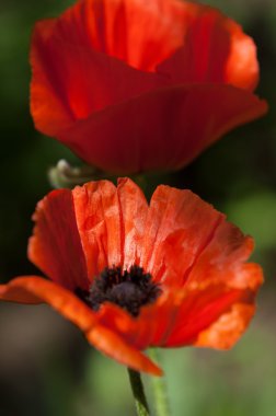 Poppy. gösterişli çiçekli otsu bir bitki