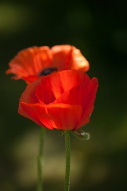Poppy. gösterişli çiçekler, sütlü sap ve yuvarlak tohum kapsülleri ile otsu bir bitki. morfin ve kodein gibi ilaçlar