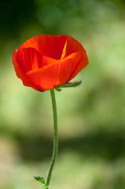 Poppy. gösterişli çiçekler, sütlü sap ve yuvarlak tohum kapsülleri ile otsu bir bitki. morfin ve kodein gibi ilaçlar
