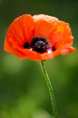 Poppy. gösterişli çiçekli otsu bir bitki