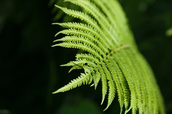 ブレーキ 斑紋や緑豊かな葉を持ち 胞子葉の下側から解放によって再現隠花植物 — ストック写真