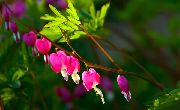 Lamprocapnos Spectabilis Bleeding Heart Asian Bleeding Heart Dutchman Breeches Lyre — Stock Photo, Image