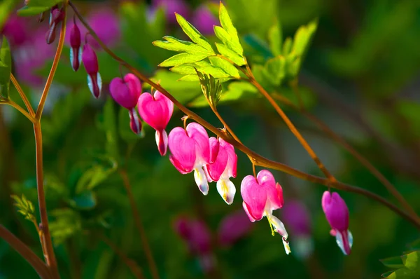 Lamprocapnos Spectabilis Coração Sangrar Coração Sangue Asiático Calções Holandês Flor — Fotografia de Stock