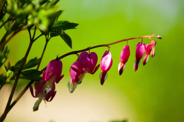 Lamprocapnos Spectabilis Bleeding Heart Asian Bleeding Heart Dutchman Breeches Lyre — Stock Photo, Image