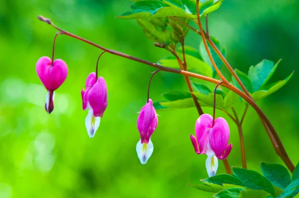 Lamprocapnos Spectabilis Bleeding Heart Asian Bleeding Heart Dutchman Breeches Lyre — Stock Photo, Image