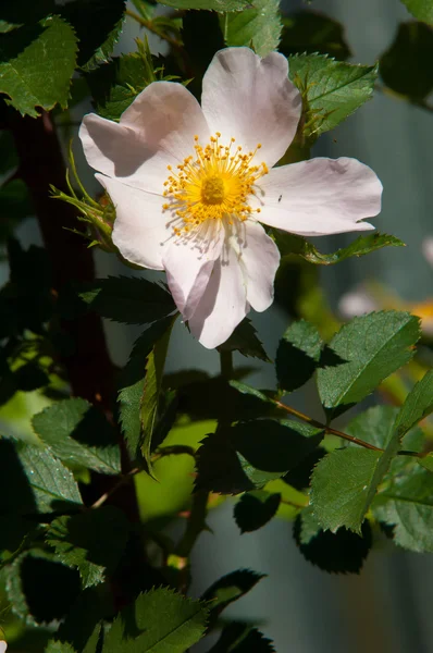 Dog Rose Briar Brier Canker Rose Eglantine Rose Flowers Rose — Stock Photo, Image