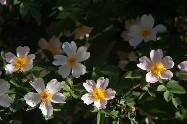 Hund Rose Briar Brier Kräfta Rose Eglantine Rosa Blommor Rosa — Stockfoto