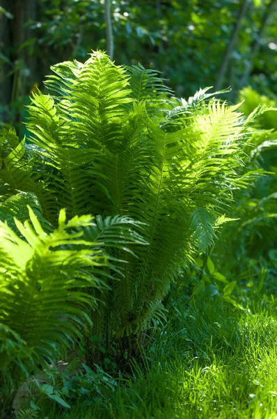 Ormbunke Broms Blomlös Växt Som Har Fjäderlätt Eller Lummiga Fronds — Stockfoto