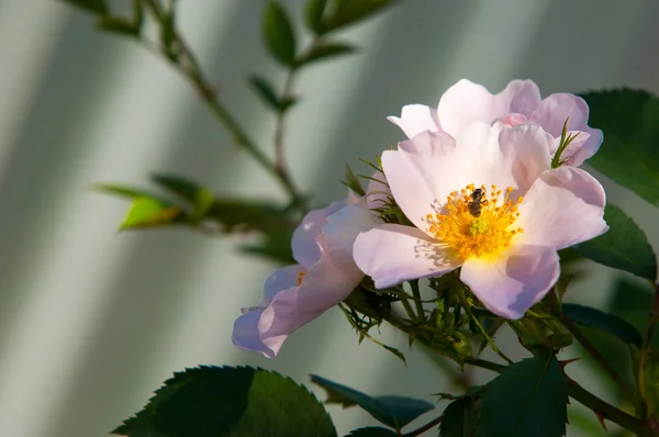 Rose Chien Bruyère Ronce Rose Chancre Églantine Fleurs Roses Fleurs — Photo