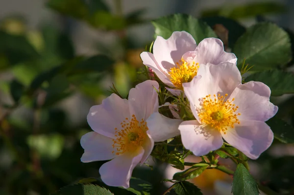 Hund Rose Briar Brier Kräfta Rose Eglantine Rosa Blommor Rosa — Stockfoto