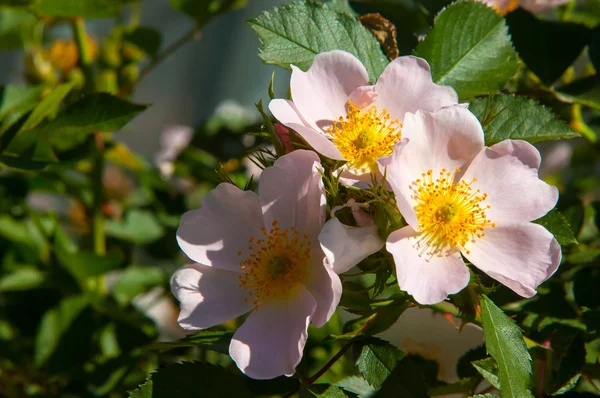 Hund Rose Briar Brier Kräfta Rose Eglantine Rosa Blommor Rosa — Stockfoto