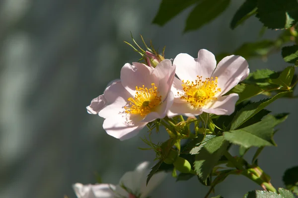 Hund Rose Briar Brier Kräfta Rose Eglantine Rosa Blommor Rosa — Stockfoto