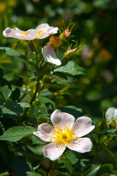 Hundsrose Heckenrose Heckenrose Heckenrose Eglantin Rosenblüten Rosenblüten Den Bergen Fotografiert — Stockfoto