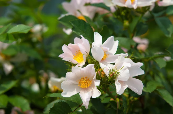 Rosa de perro, brezo, brezo, canker-rose, eglantina — Foto de Stock