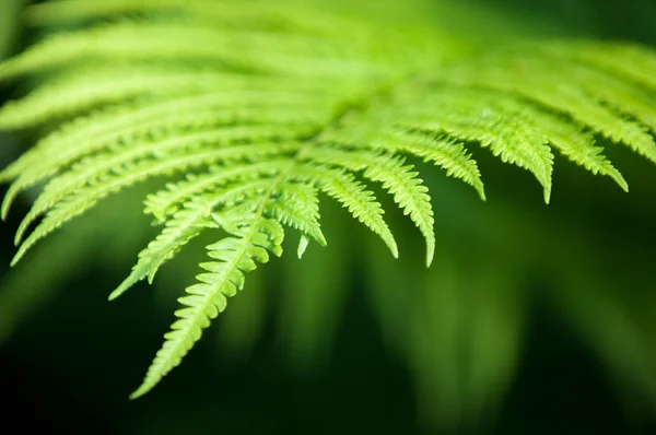 蕨类植物 赵明明的植物 有羽状或叶状复叶和通过释放的嫩叶下腹的孢子繁殖 — 图库照片