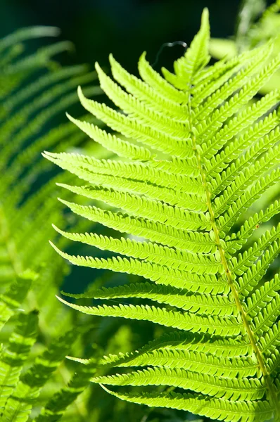 Helecho Frena Una Planta Sin Flores Que Tiene Hojas Plumosas —  Fotos de Stock