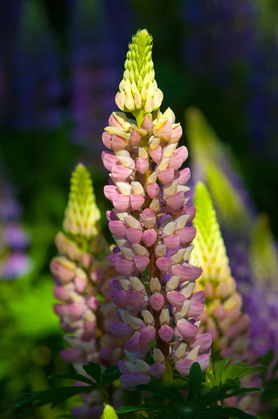 羽扇豆 一种豆科与深裂的叶和高大 色彩艳丽 逐渐变细的穗状花序的植物 — 图库照片