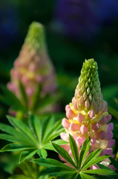 Acı bakla, lupin — Stok fotoğraf