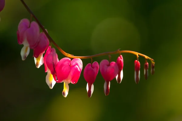 Serduszka Okazałe Krwawiące Serce Asian Krwawienia Holender Kłujacy Lyre Kwiat — Zdjęcie stockowe