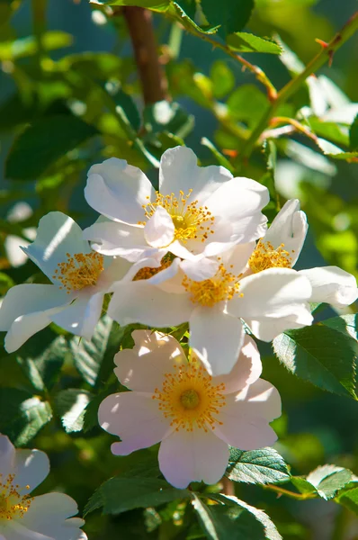 Rosa de perro, brezo, brezo, canker-rose, eglantina — Foto de Stock