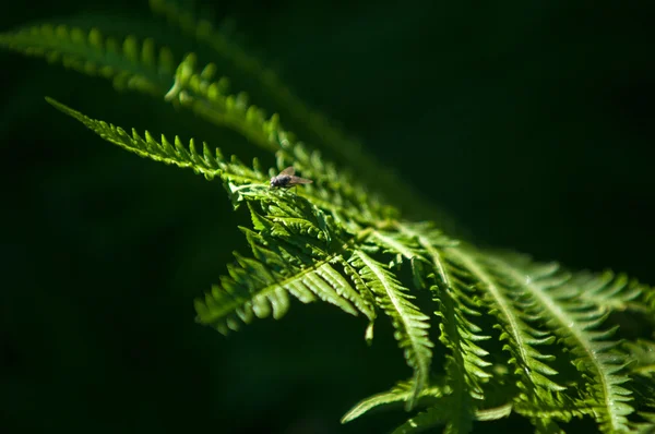 Samambaia Travão Uma Planta Sem Flor Com Frondes Penas Folhosas — Fotografia de Stock