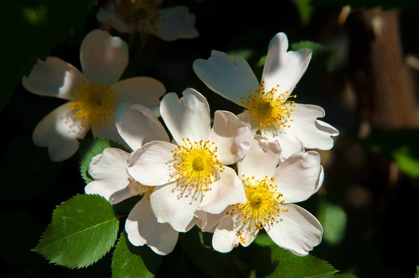 Pies Róża Briar Brier Rak Róża Eglantine Kwiaty Róży Róża — Zdjęcie stockowe