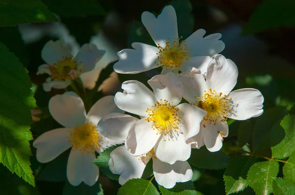 Dog Rose Briar Brier Canker Rose Eglantine Rose Flowers Rose — Stock Photo, Image