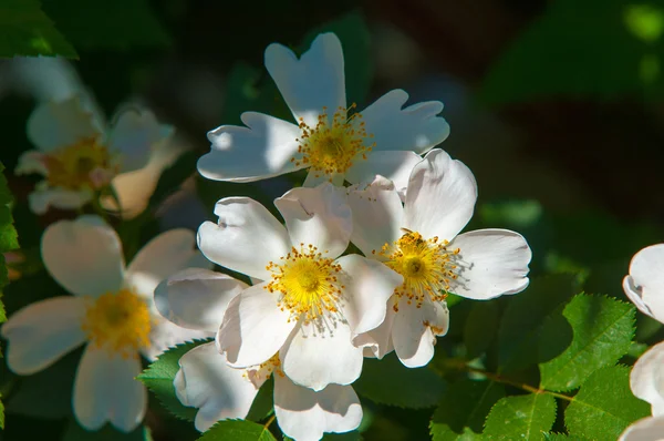 Dog Rose Briar Brier Canker Rose Eglantine Rose Flowers Rose — Stock Photo, Image