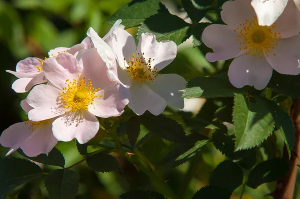 Hund Rose Briar Brier Kräfta Rose Eglantine Rosa Blommor Rosa — Stockfoto