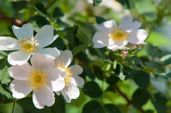 Hund Rose Briar Brier Kräfta Rose Eglantine Rosa Blommor Rosa — Stockfoto