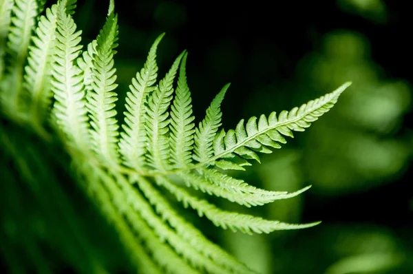 Fern Brake Flowerless Plant Has Feathery Leafy Fronds Reproduces Spores — Stock Photo, Image