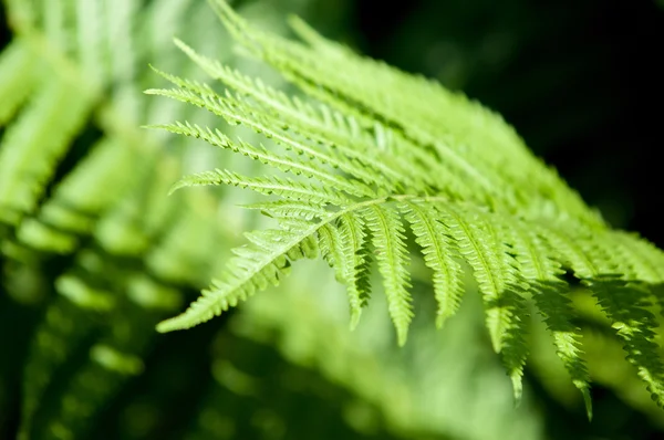 Samambaia Travão Uma Planta Sem Flor Com Frondes Penas Folhosas — Fotografia de Stock