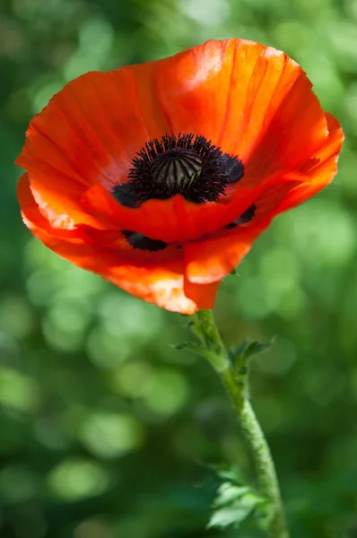 Papoula. uma planta herbácea com flores vistosas — Fotografia de Stock