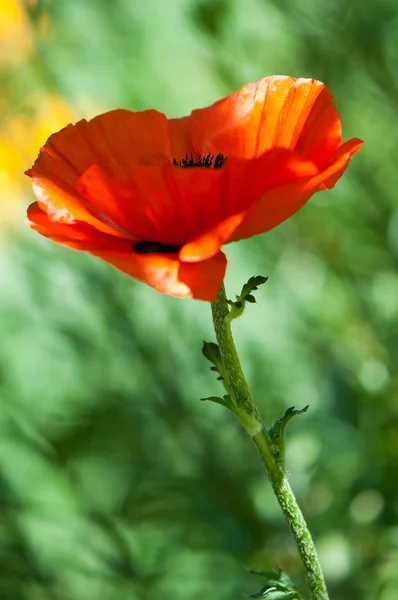 Papoula. uma planta herbácea com flores vistosas — Fotografia de Stock