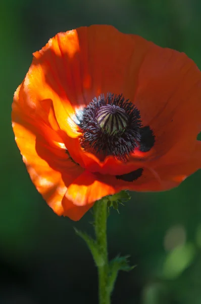 Poppy Växtart Med Granna Blommor Mjölkaktig Sap Och Rundade Frökapslar — Stockfoto