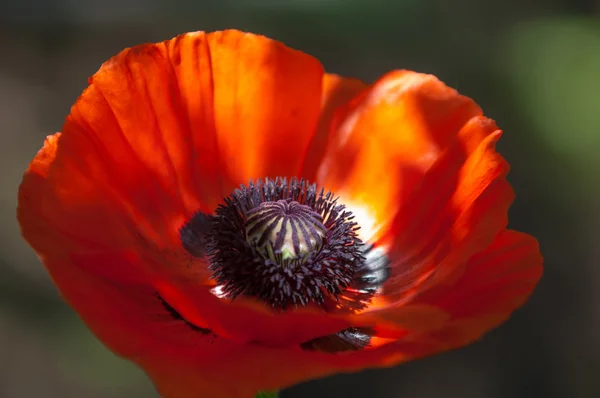 Mák Egy Lágyszárú Növény Mutatós Virágok Tejszerű Nedv Lekerekített Mag — Stock Fotó