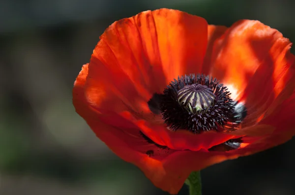 Poppy Växtart Med Granna Blommor Mjölkaktig Sap Och Rundade Frökapslar — Stockfoto