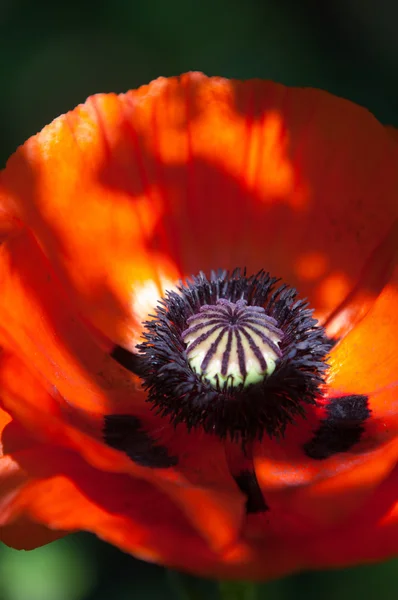 Poppy. a herbaceous plant with showy flowers — Stock Photo, Image