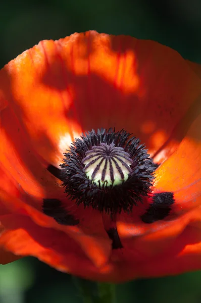 Amapola Una Planta Herbácea Con Flores Vistosas Savia Lechosa Cápsulas — Foto de Stock